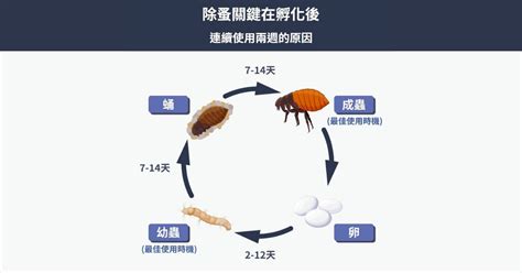 跳蚤多小|【跳蚤防治指南】跳蚤的天敵是誰？被跳蚤咬特徵有哪些？消滅跳。